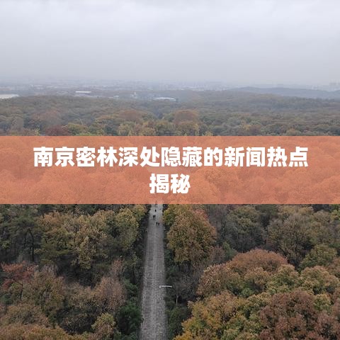 南京密林深处隐藏的新闻热点揭秘