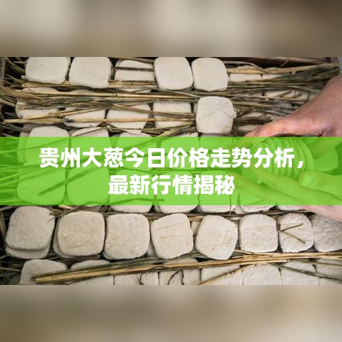 贵州大葱今日价格走势分析，最新行情揭秘