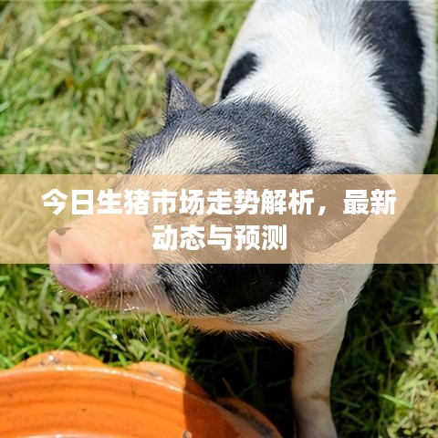 今日生猪市场走势解析，最新动态与预测