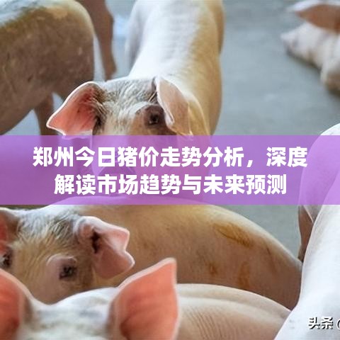 郑州今日猪价走势分析，深度解读市场趋势与未来预测