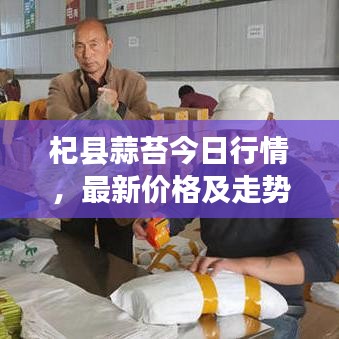 杞县蒜苔今日行情，最新价格及走势分析