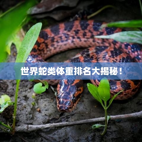 世界蛇类体重排名大揭秘！