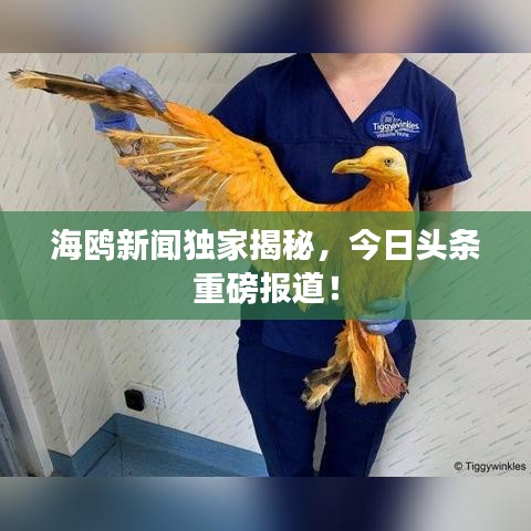 海鸥新闻独家揭秘，今日头条重磅报道！