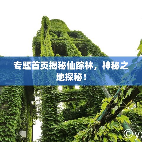 专题首页揭秘仙踪林，神秘之地探秘！