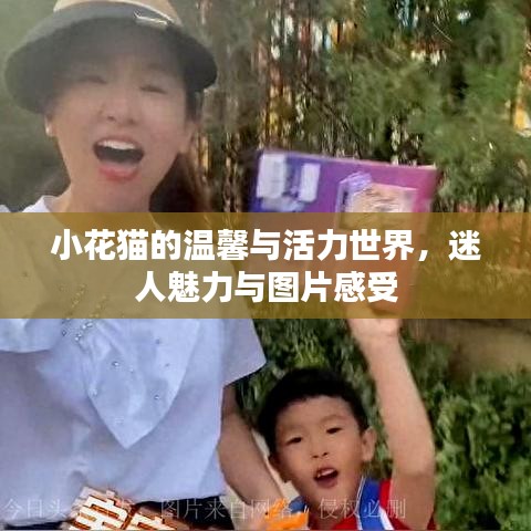 小花猫的温馨与活力世界，迷人魅力与图片感受