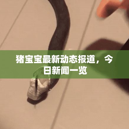 猪宝宝最新动态报道，今日新闻一览
