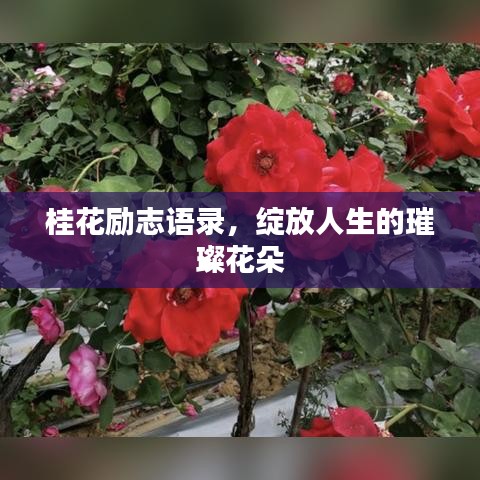 桂花励志语录，绽放人生的璀璨花朵