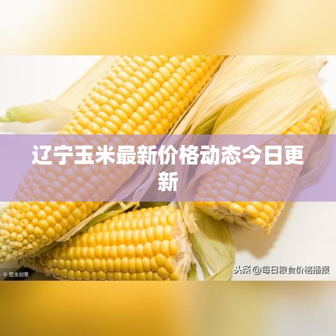 辽宁玉米最新价格动态今日更新