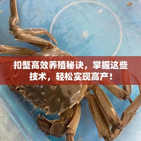 扣蟹高效养殖秘诀，掌握这些技术，轻松实现高产！