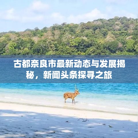 古都奈良市最新动态与发展揭秘，新闻头条探寻之旅