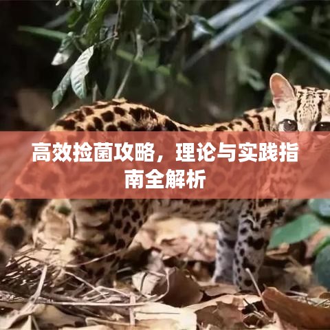 高效捡菌攻略，理论与实践指南全解析