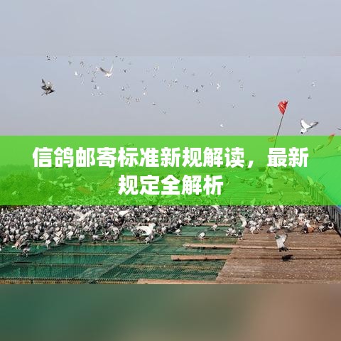 信鸽邮寄标准新规解读，最新规定全解析