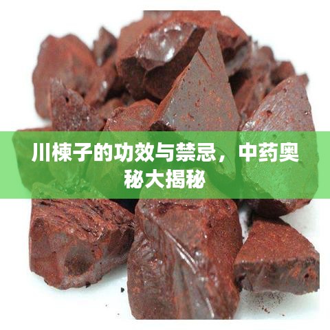 川楝子的功效与禁忌，中药奥秘大揭秘