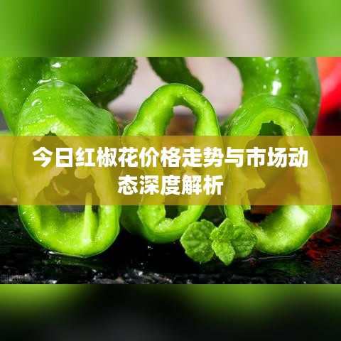 今日红椒花价格走势与市场动态深度解析