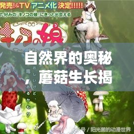 自然界的奥秘，蘑菇生长揭秘与生态平衡深度解读