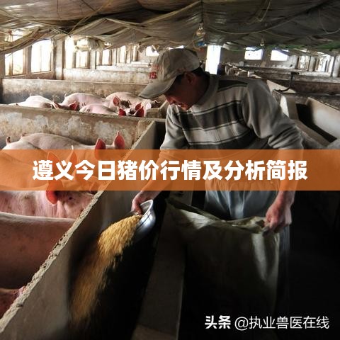 遵义今日猪价行情及分析简报