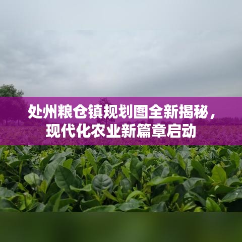处州粮仓镇规划图全新揭秘，现代化农业新篇章启动